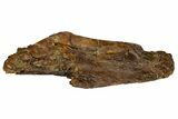 Hadrosaur (Edmontosaurus) Maxilla With Teeth - Montana #176349-10